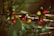 A close-up view of a coffee plant branch, featuring several ripe and unripe coffee cherries. The berries range in color from green to deep red. The leaves are glossy and dark green, and the background is softly blurred, giving a natural and organic feel.