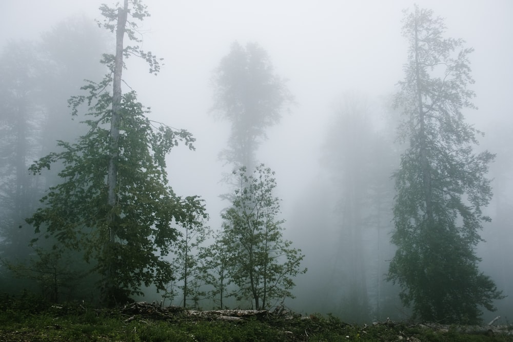 a foggy forest filled with lots of trees