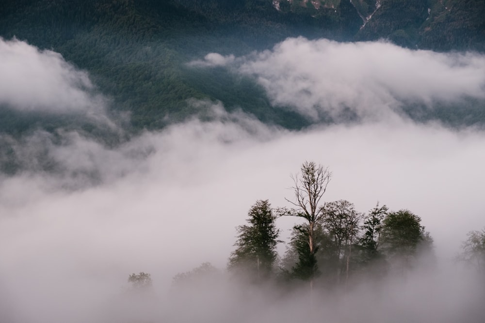 a foggy mountain with trees in the foreground