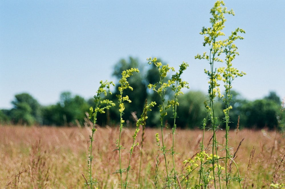 a field with tall grass and trees in the background