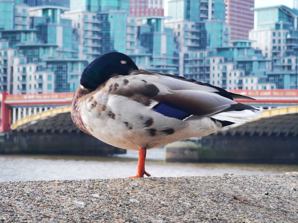 a duck is standing on the edge of the water