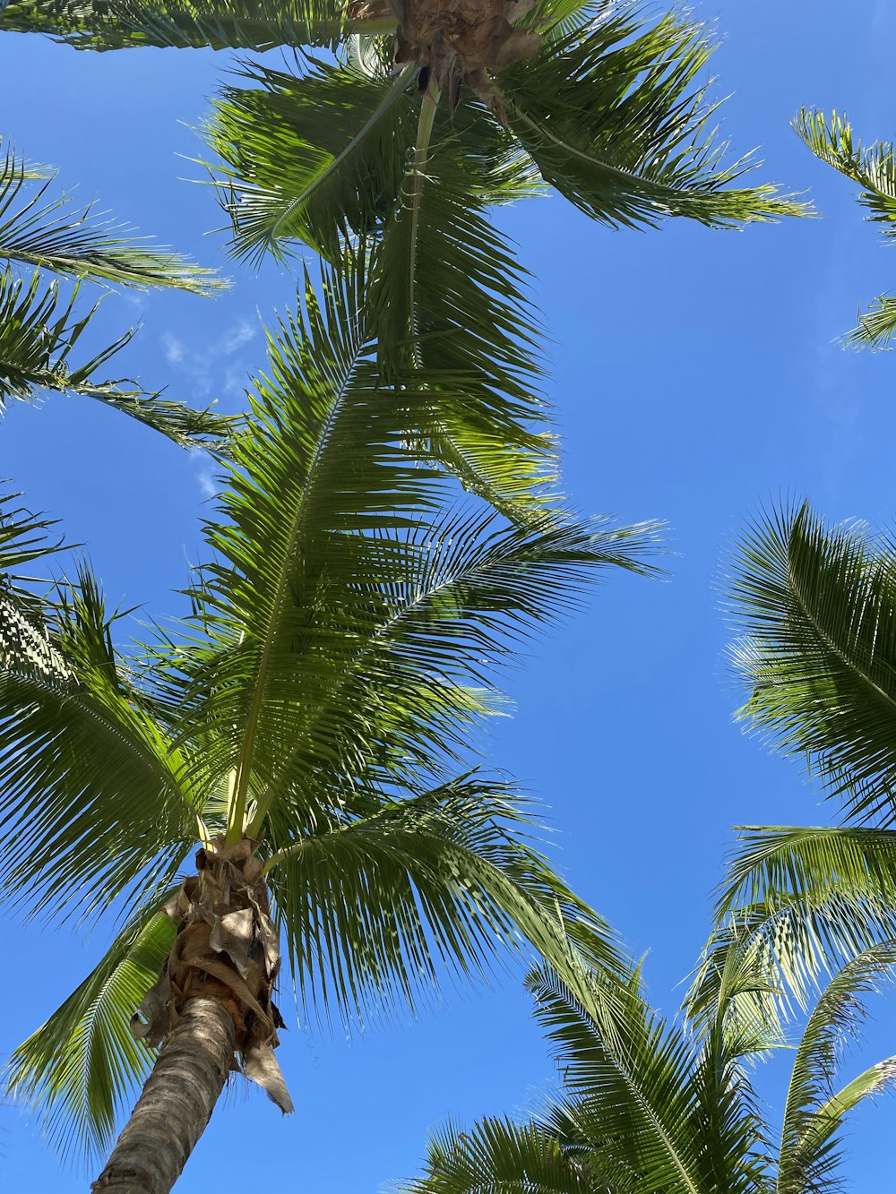 a palm tree with a blue sky in the background