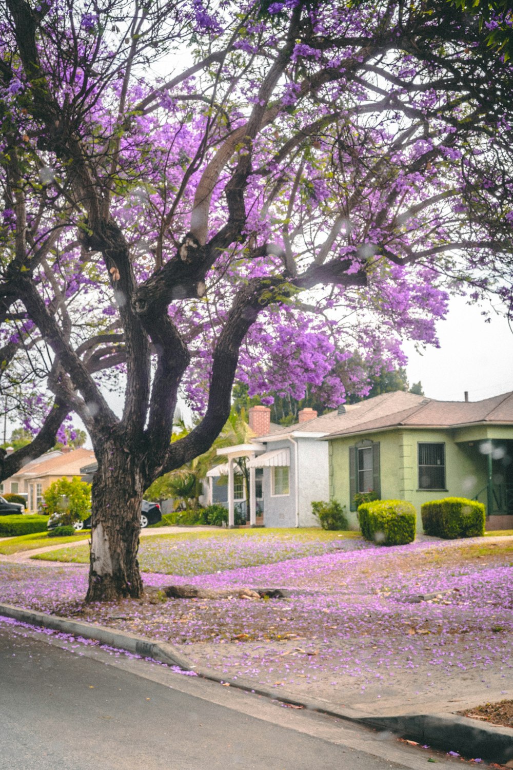 a tree with purple flowers in front of a house