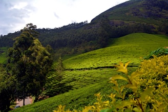 A lush, green tea plantation stretches across rolling hills under a partly cloudy sky. Tall trees are scattered throughout, with one prominent tree in the foreground on the left. The vibrant tea plants create a beautiful contrast with the dark green forested hilltops in the distance.