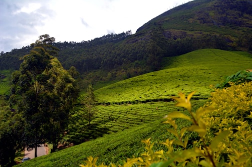 A lush, green tea plantation stretches across rolling hills under a partly cloudy sky. Tall trees are scattered throughout, with one prominent tree in the foreground on the left. The vibrant tea plants create a beautiful contrast with the dark green forested hilltops in the distance.
