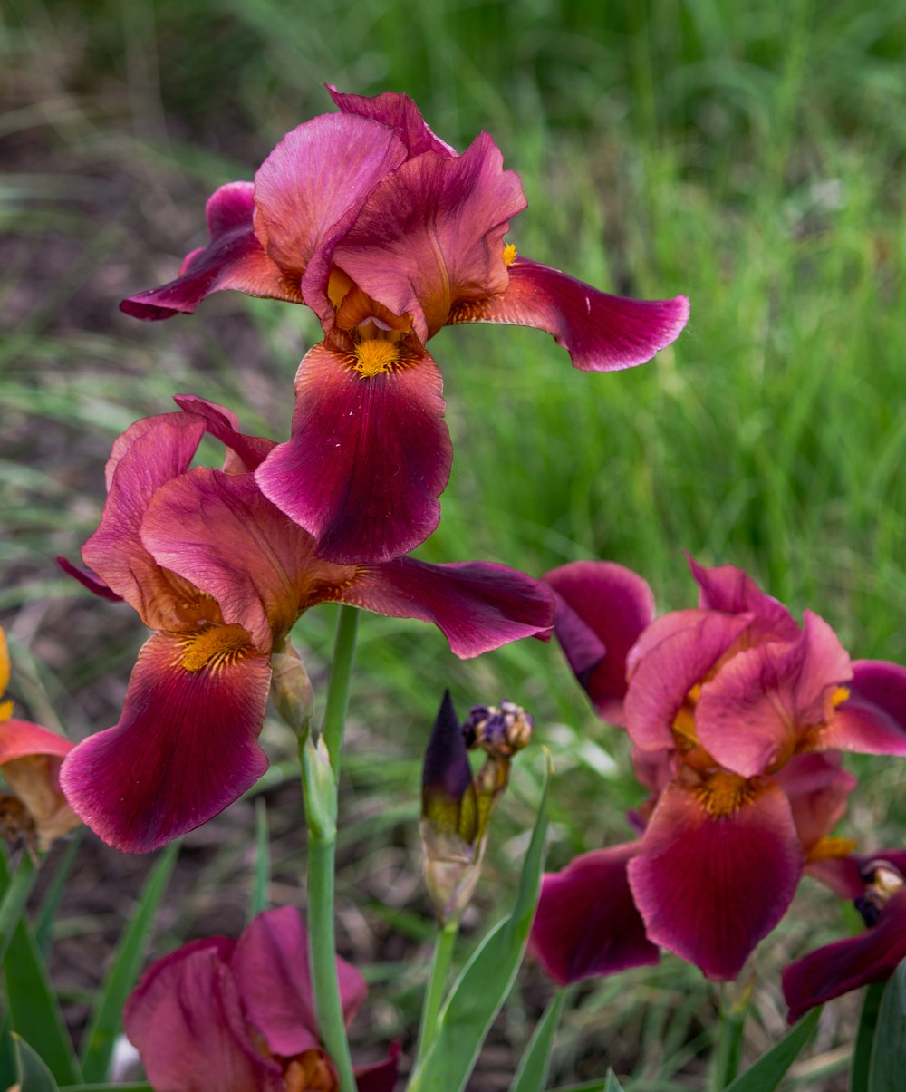 a close up of a bunch of flowers in a field