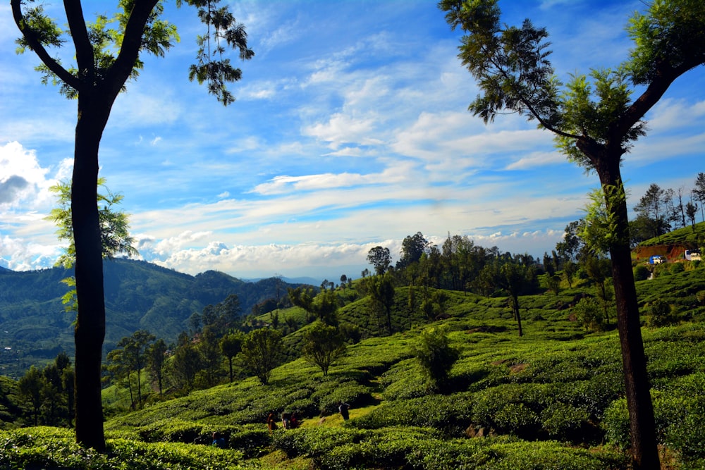 a scenic view of a tea plantation in the mountains