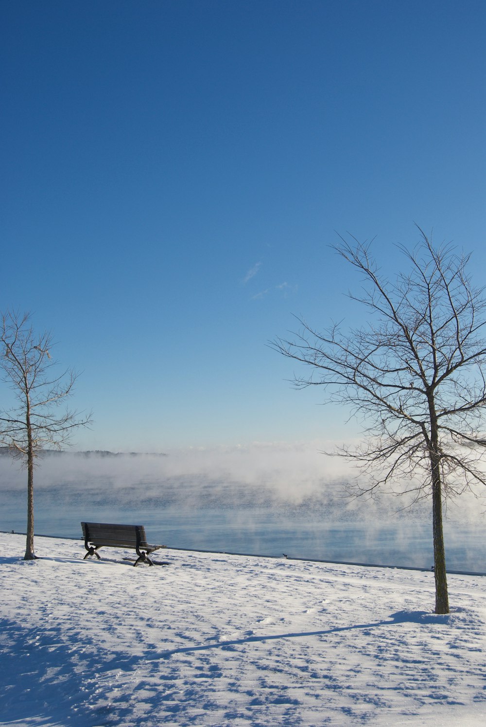 2本の木の隣の雪の中に座っているベンチ