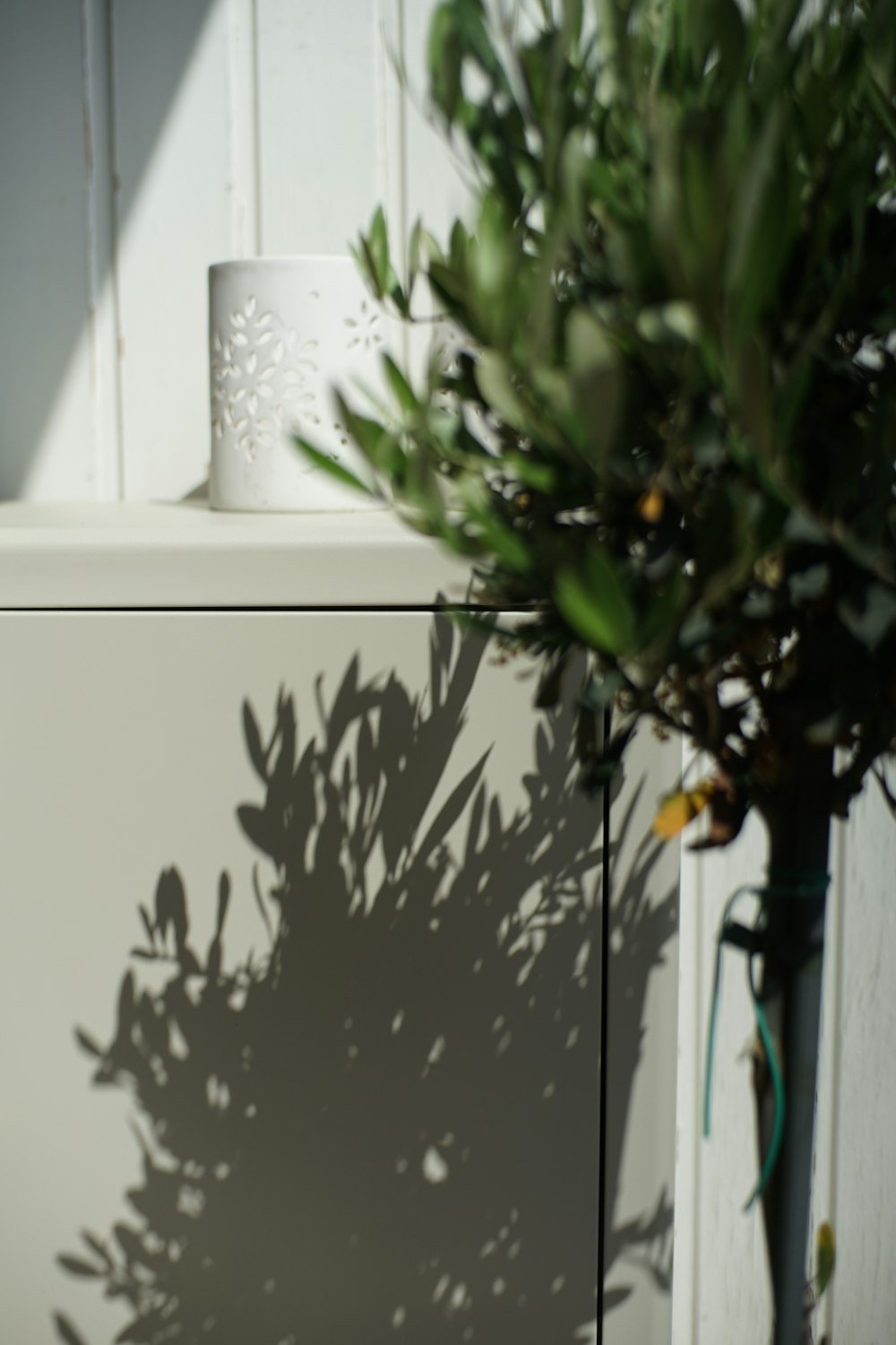 a plant casts a shadow on a white cabinet
