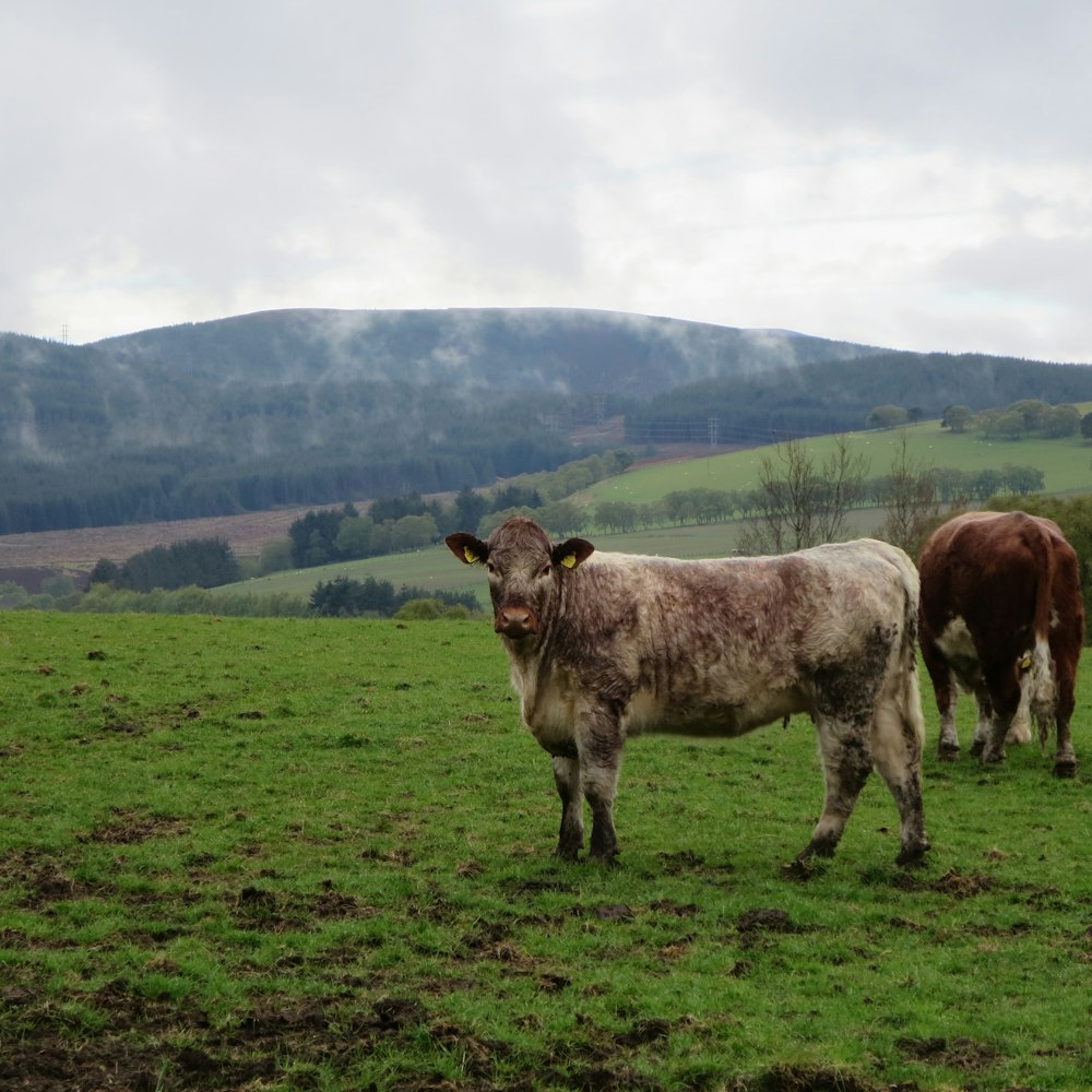 a couple of cows standing on top of a lush green field