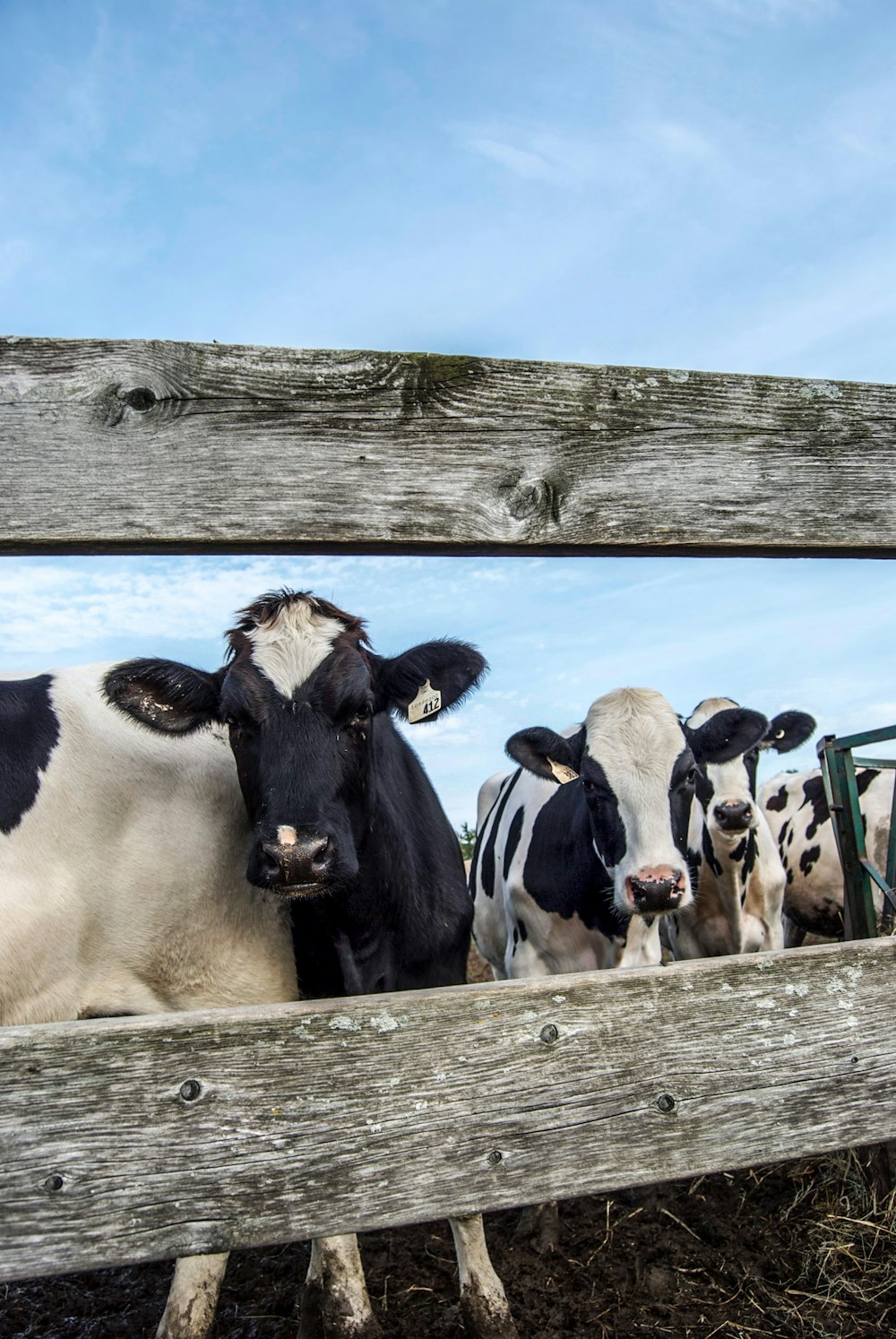 a group of black and white cows standing next to each other