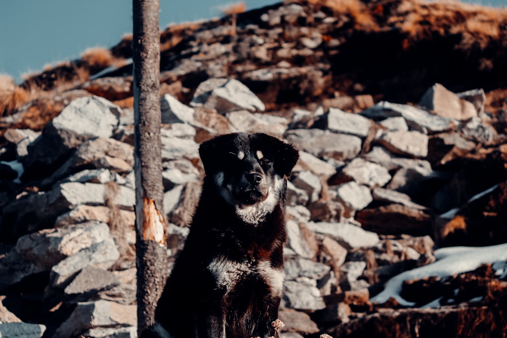 a black dog sitting on top of a pile of rocks