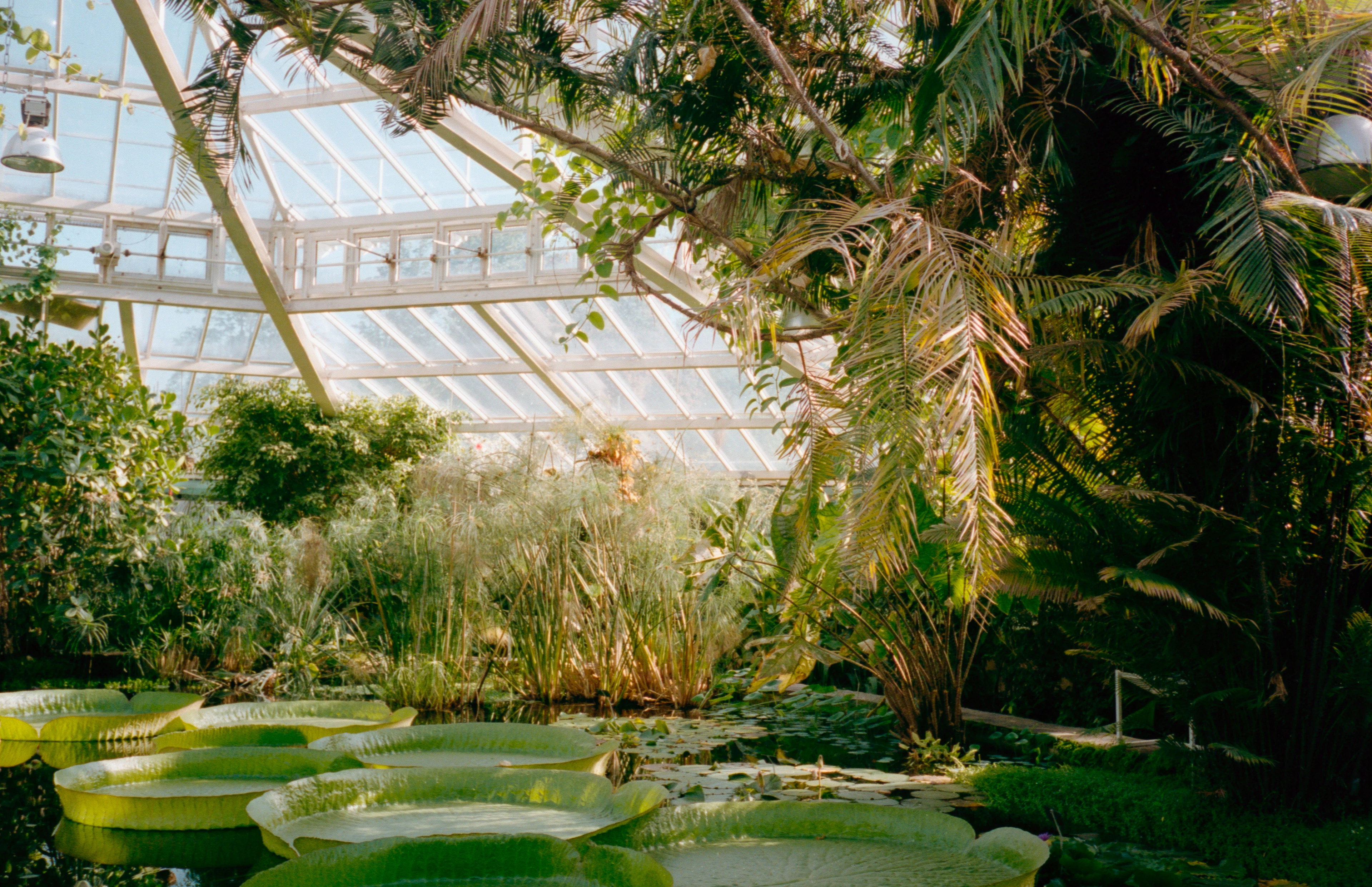 Lush green plants over a pond, like a glasshouse in the University of Bern’s Botanical Garden