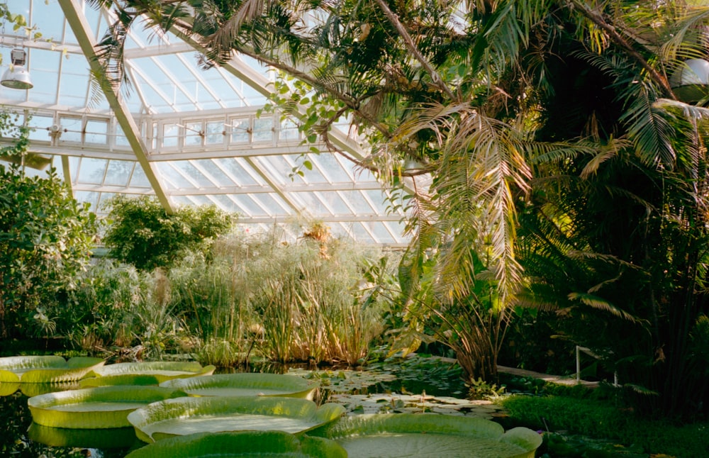 緑の池の緑の植物