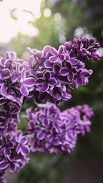 Lilac, New Hampshire, Lakes Region, Floral Workshop, 