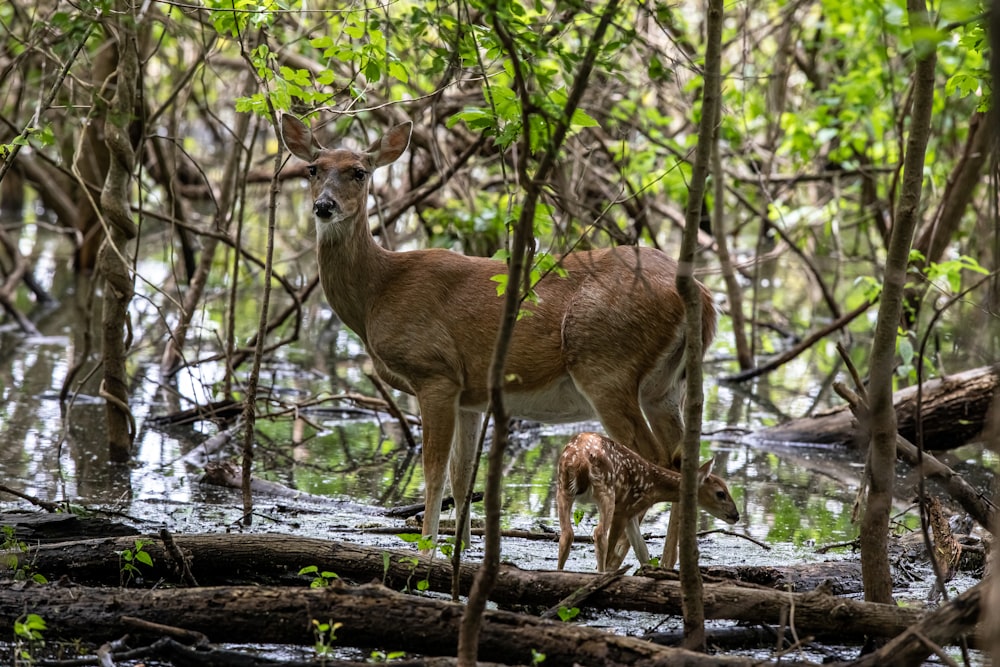 a couple of deer standing next to each other in a forest