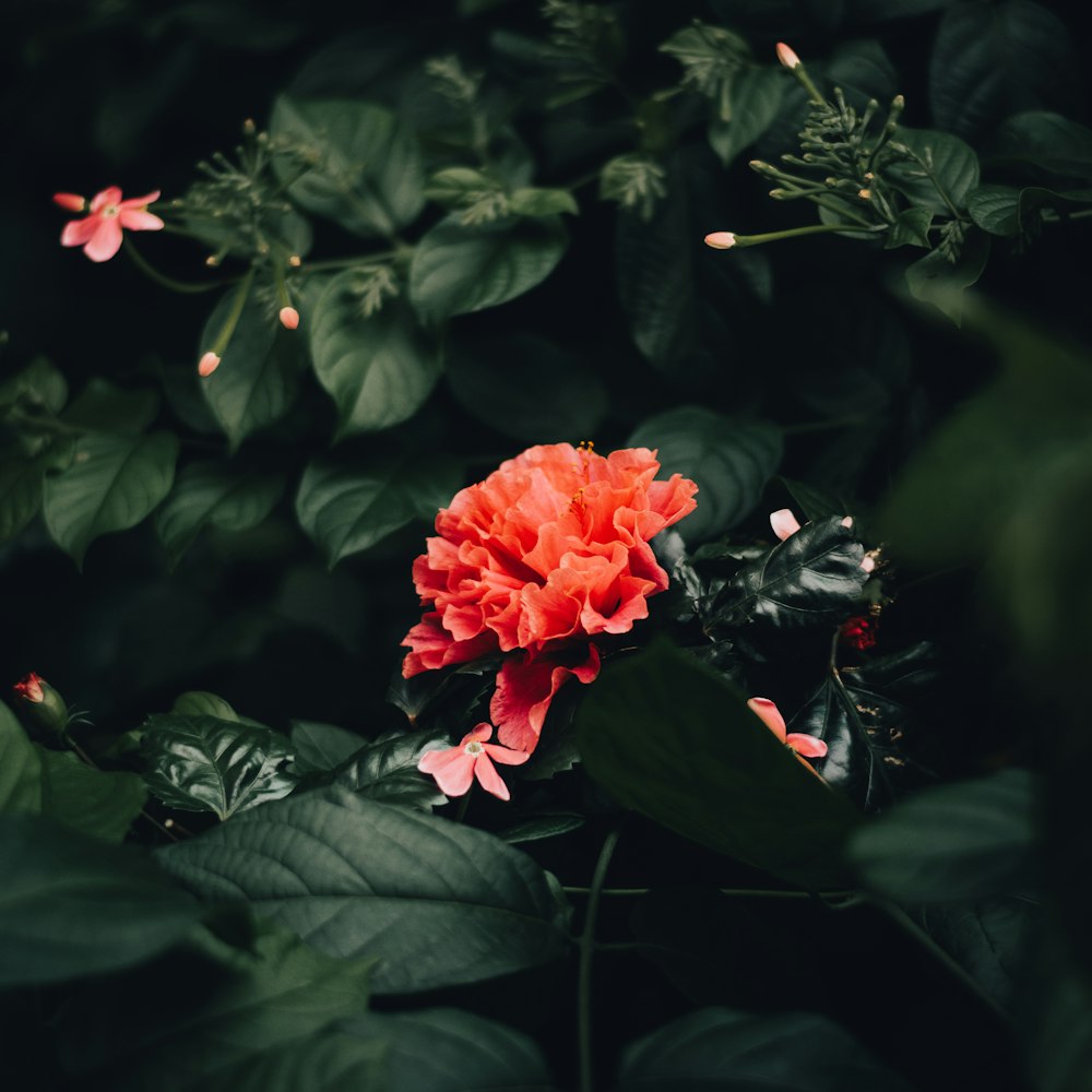 a red flower is surrounded by green leaves