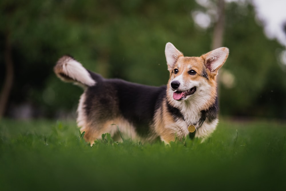 black and tan short coat dog on green grass field during daytime