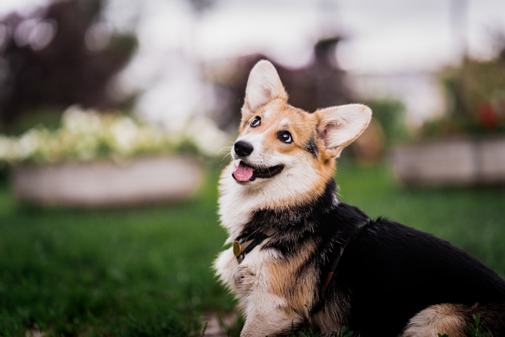 brown black and white corgi puppy on green grass during daytime