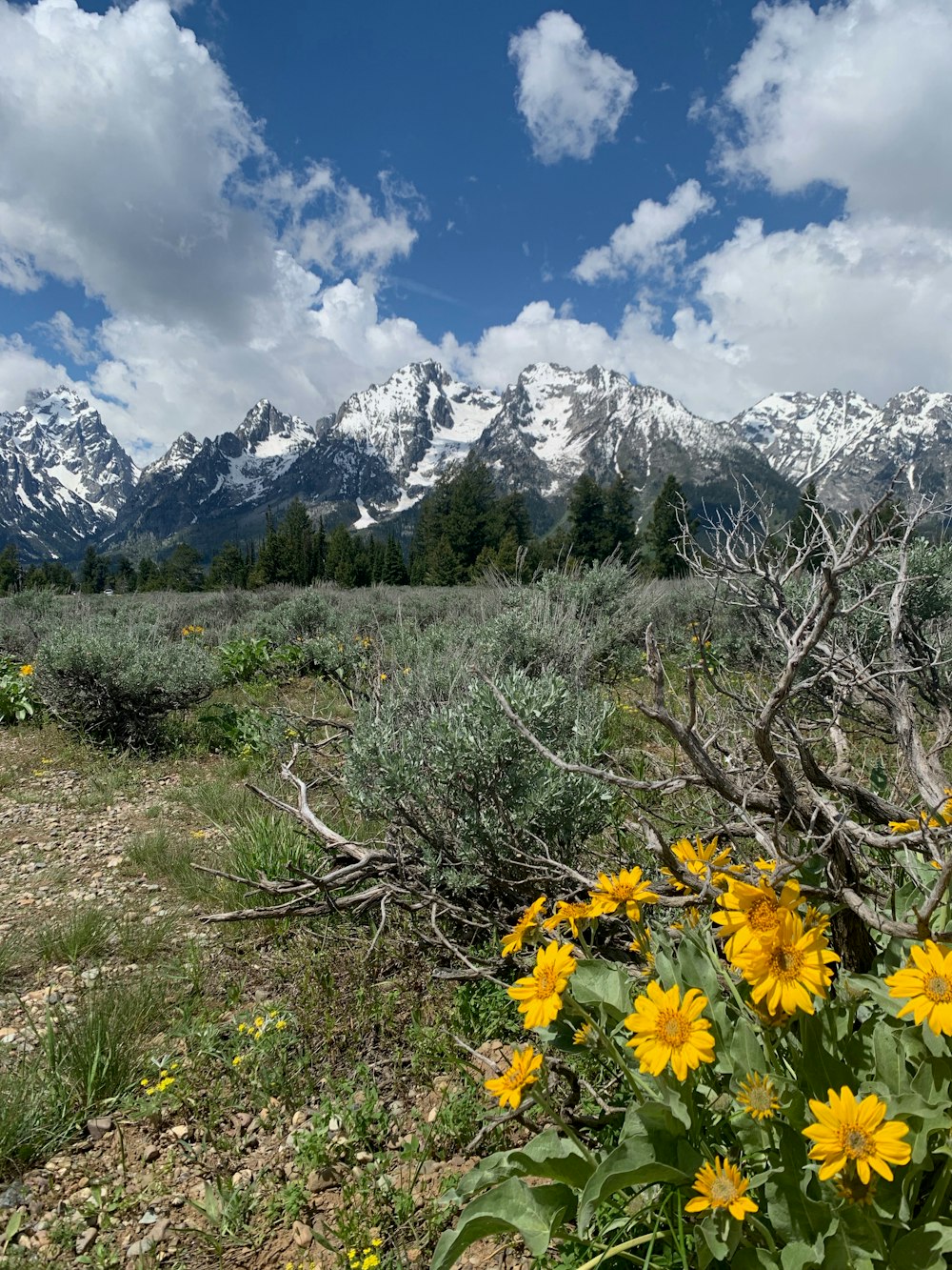 a field with yellow flowers and mountains in the background