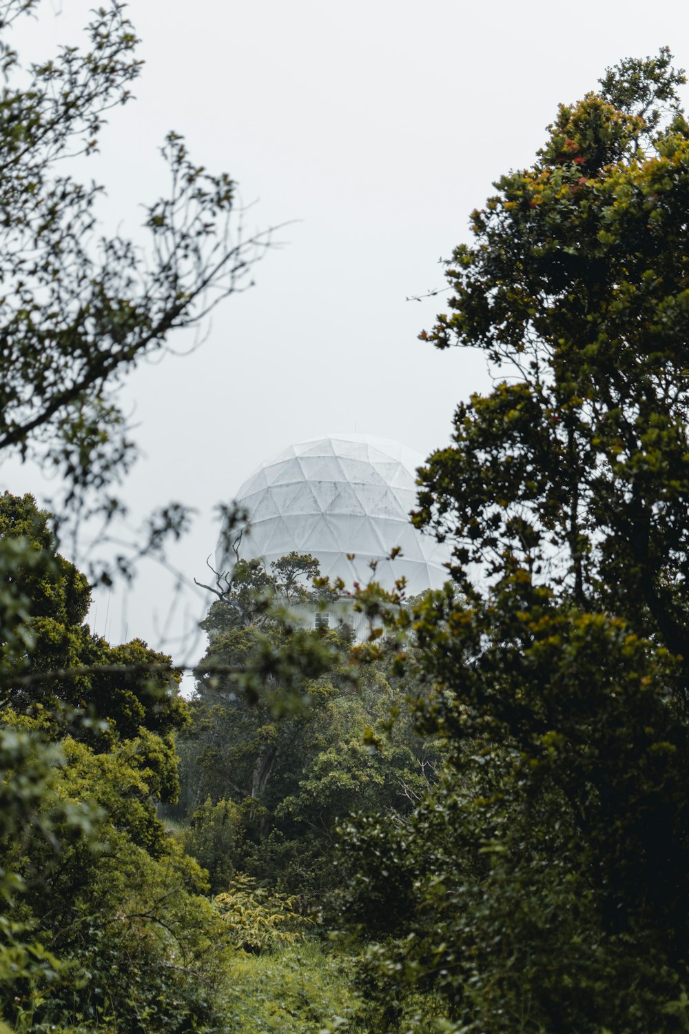 a large dome in the middle of a forest