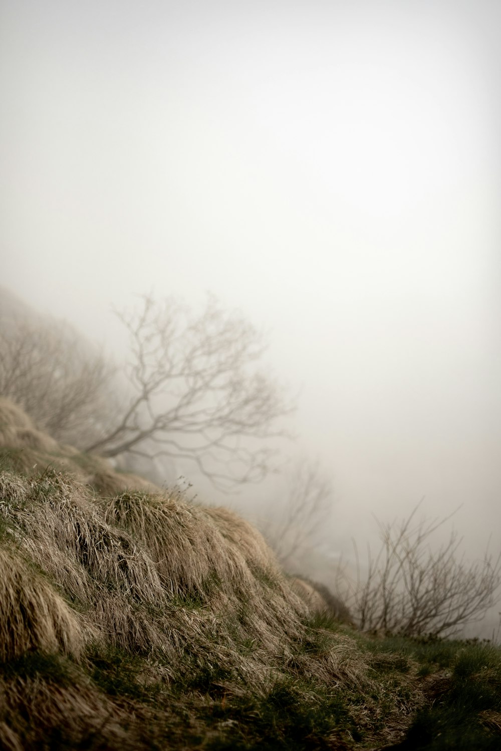 a sheep standing on top of a grass covered hillside