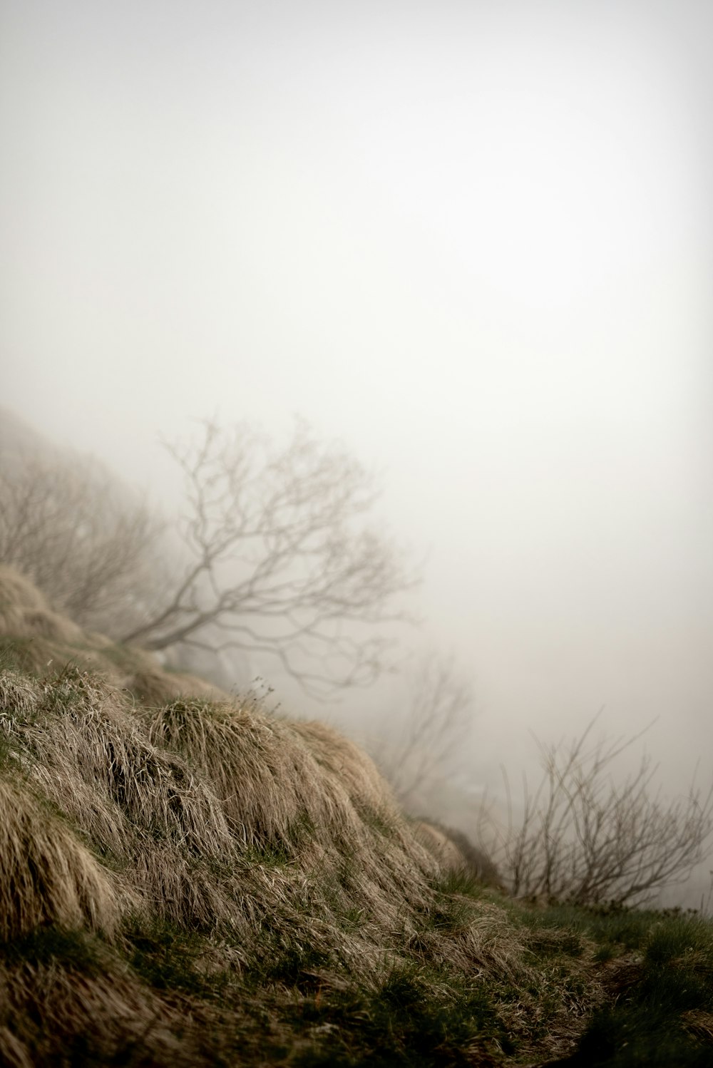 Ein Schaf steht auf einem grasbewachsenen Hügel