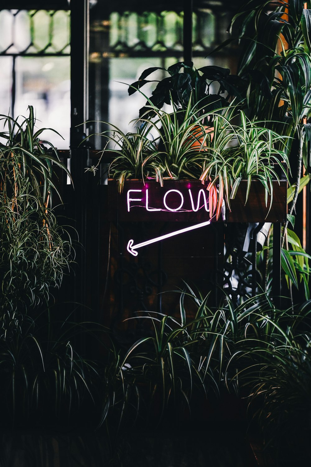 Un letrero de neón que dice Flow junto a algunas plantas