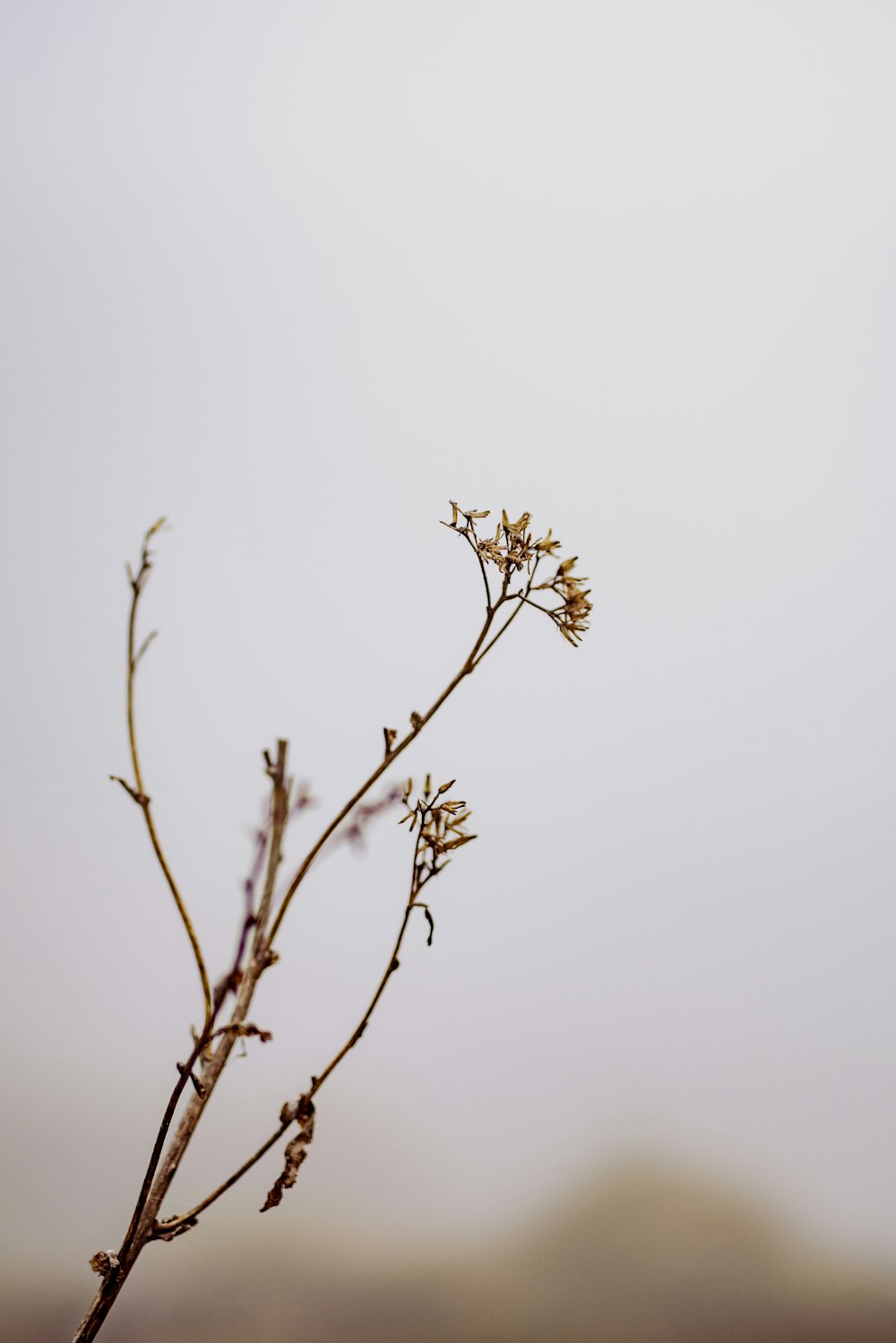 a plant with small flowers in front of a foggy sky
