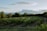A lush vineyard stretches across gently rolling hills, with rows of green grapevines under a clear blue sky. Tree-lined horizon and distant mountains add depth to the scene. Soft, diffused sunlight creates a serene atmosphere.