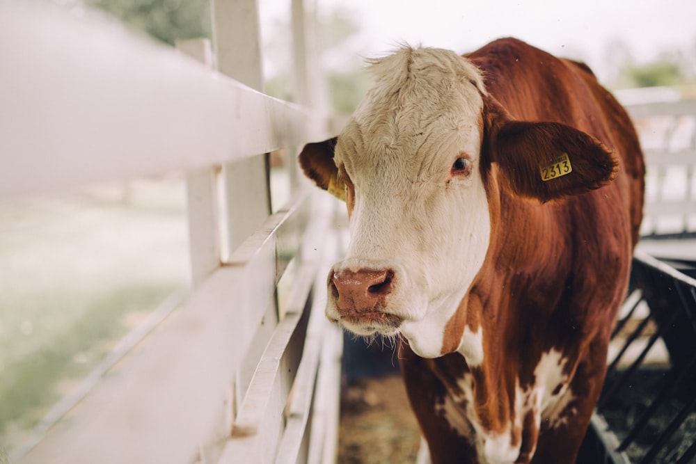 white and brown cow in white wooden fence during daytime