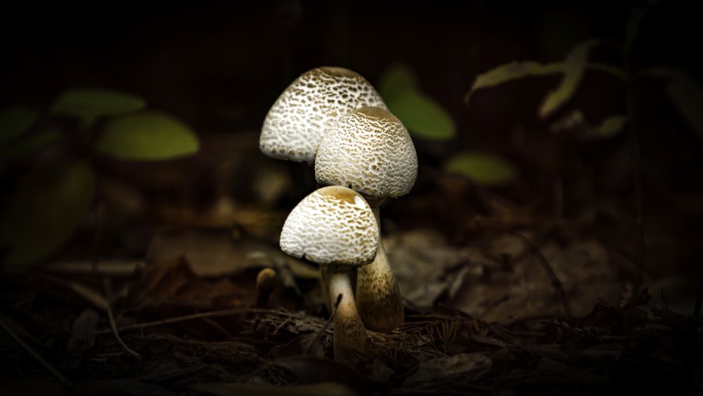 two mushrooms sitting on the ground in the woods