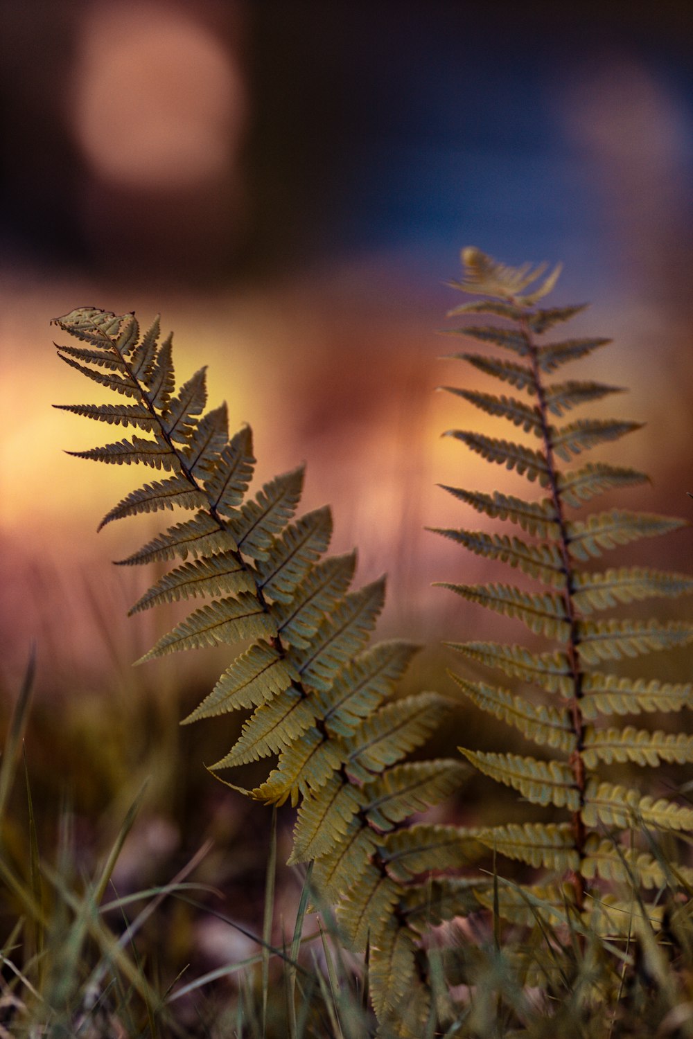 a close up of a plant with a blurry background