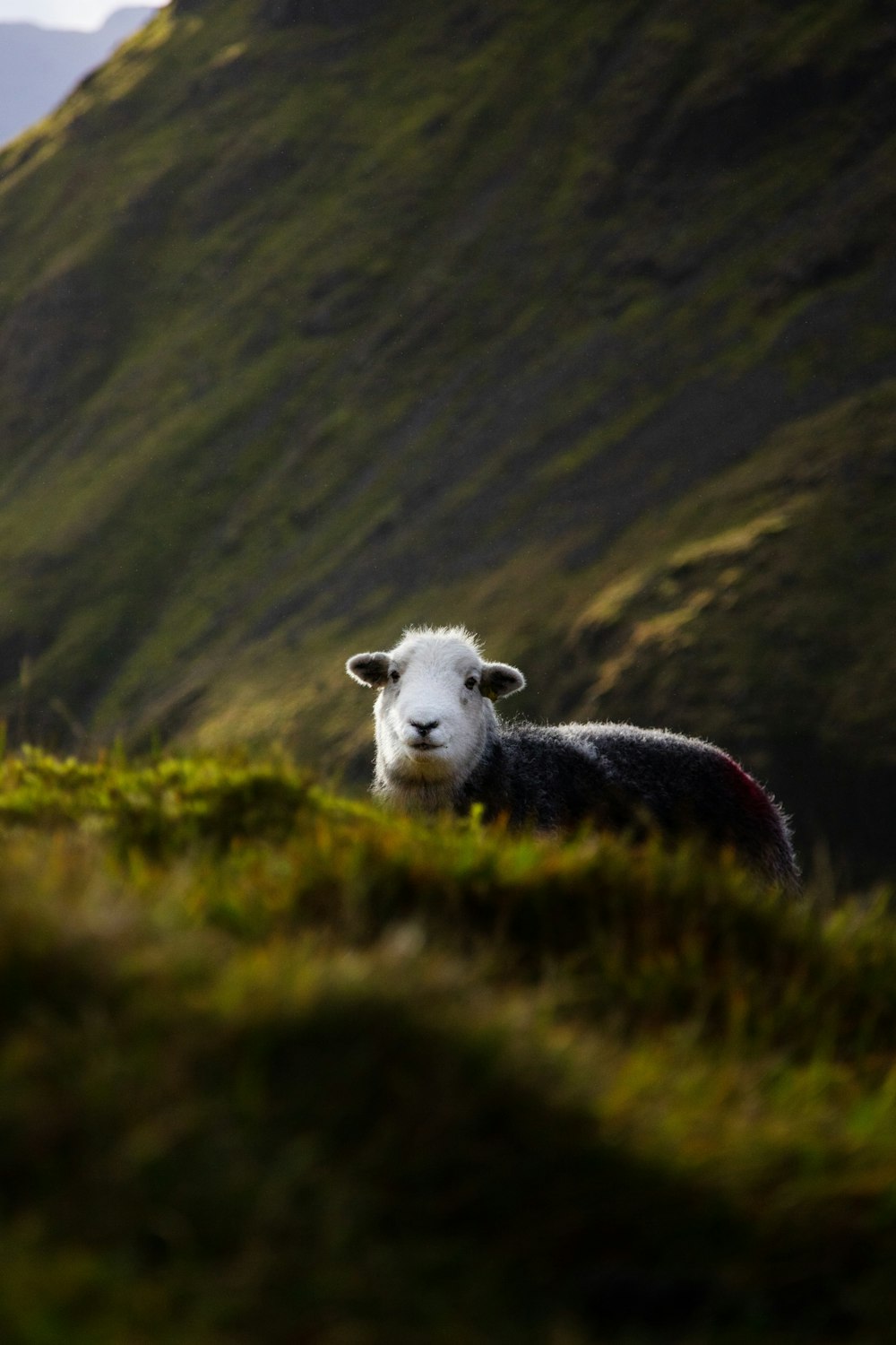 a black and white sheep standing on a lush green hillside