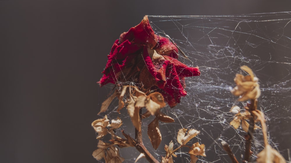 a close up of a spider web with dead flowers