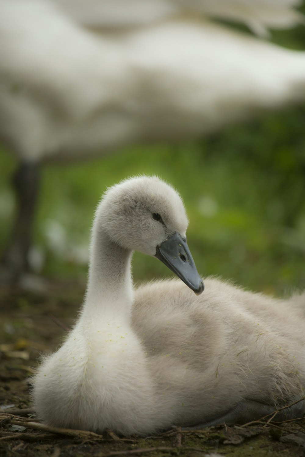 white swan on green grass during daytime