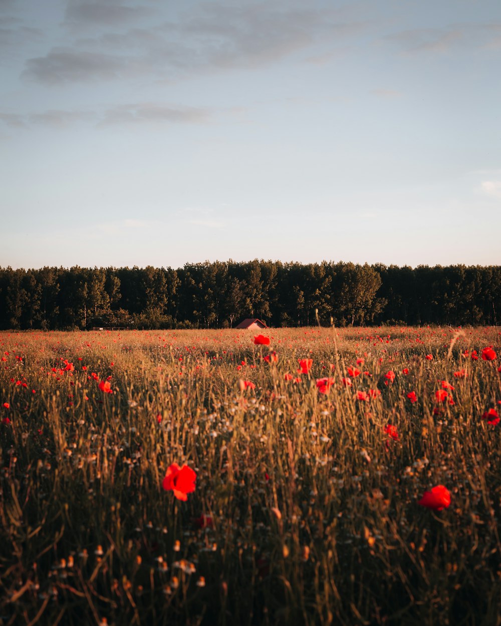 a field full of red flowers under a blue sky