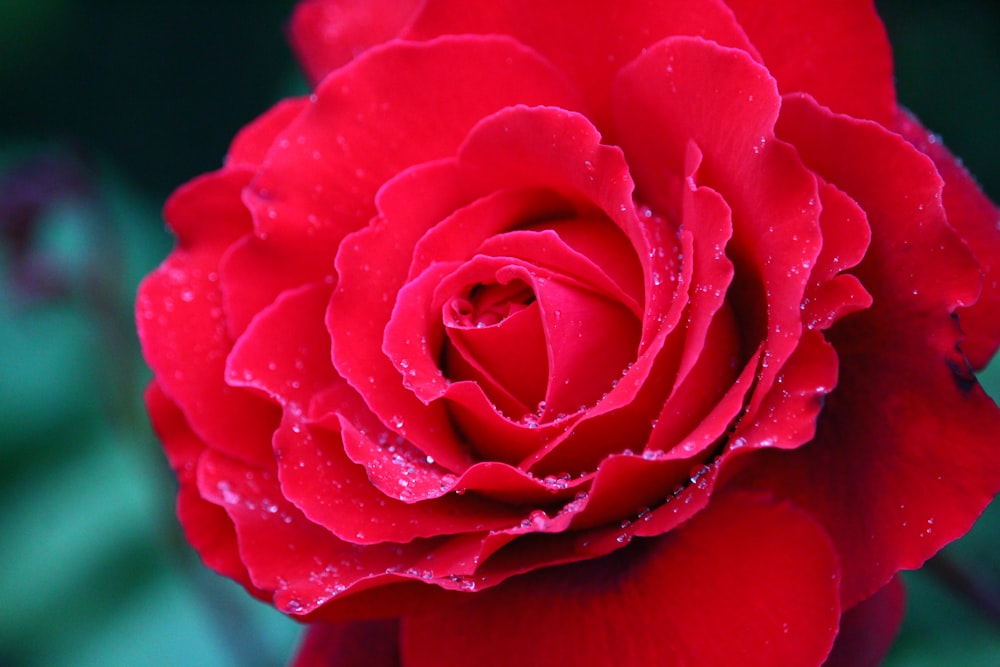 a close up of a red rose with drops of water on it