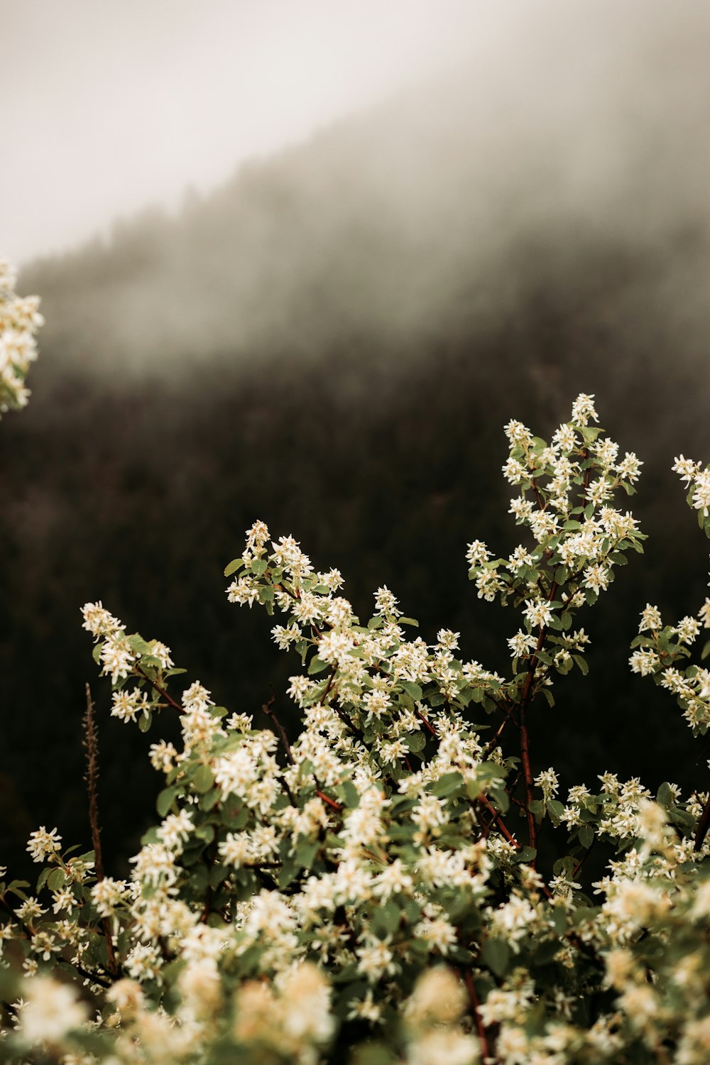 Flor verde y blanca durante el día