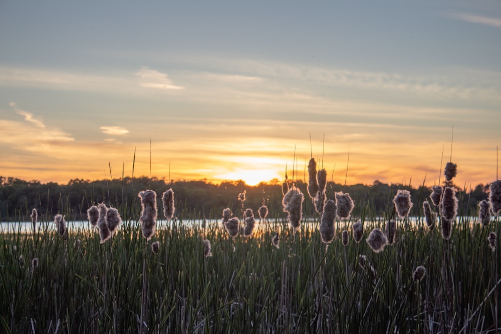 Le soleil se couche sur un plan d’eau