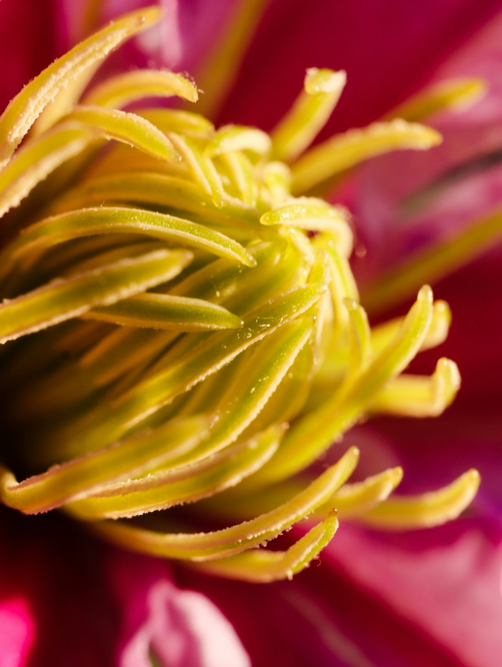 yellow and pink flower in macro photography