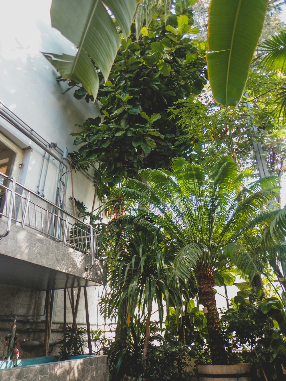 green palm tree beside white concrete building