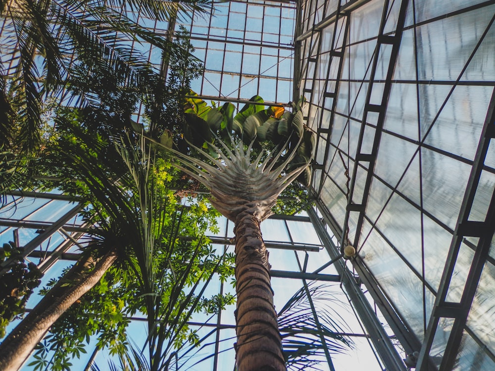 a palm tree inside of a glass building