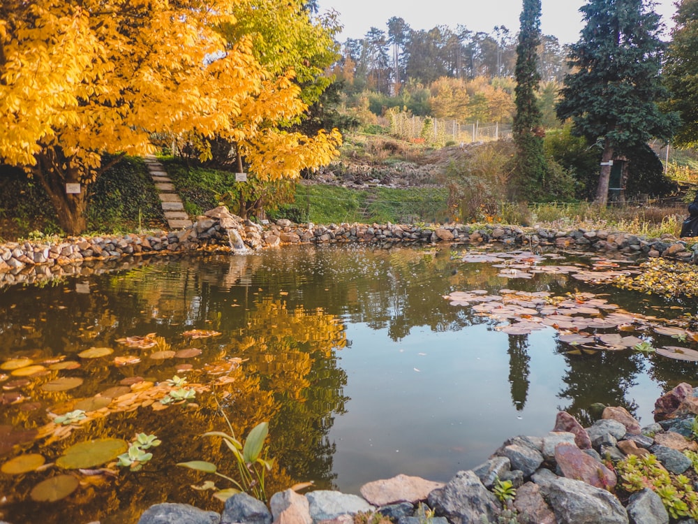 a small pond surrounded by rocks and trees