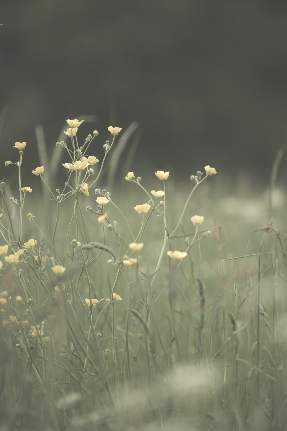 white and yellow flowers in tilt shift lens