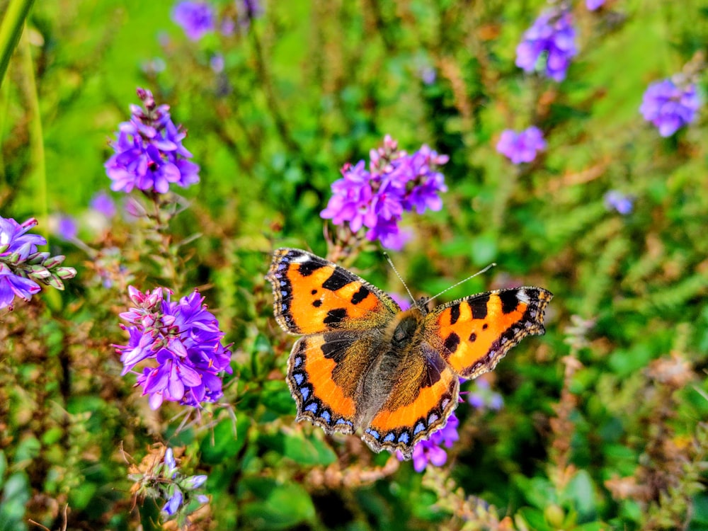 brown and black butterfly on purple flower during daytime