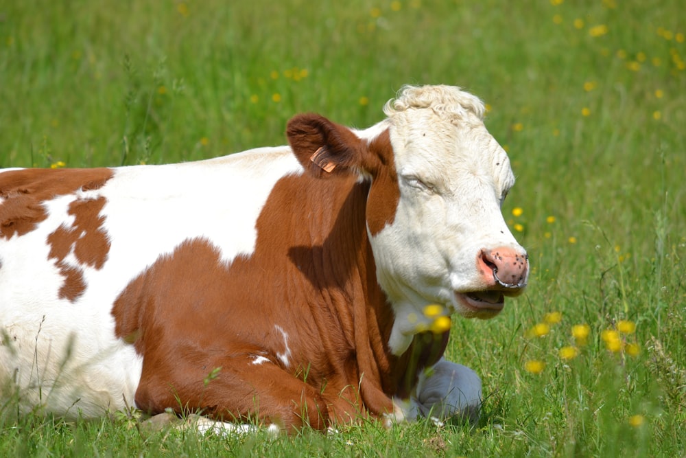 brown and white cow on green grass field during daytime