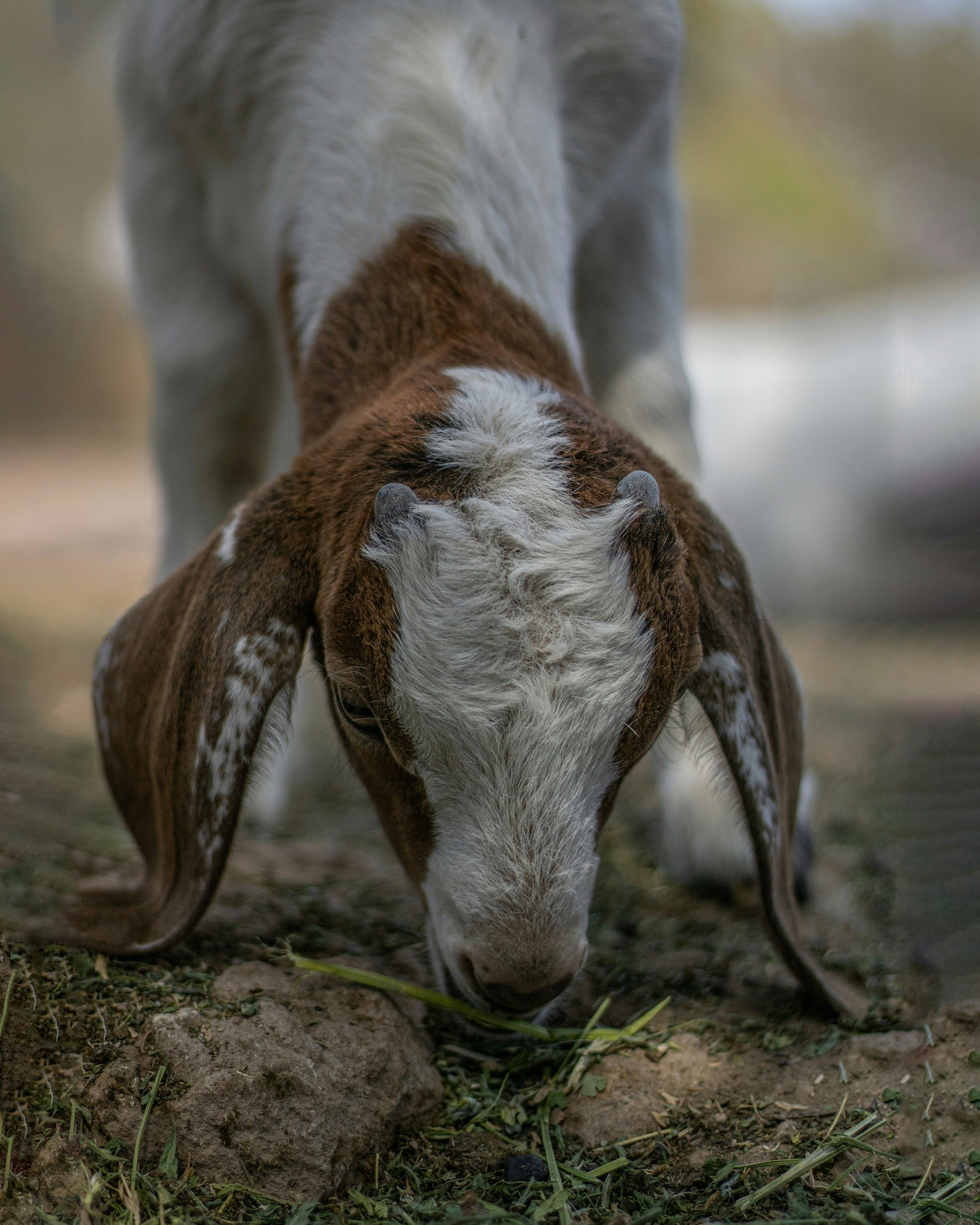 white and brown short coated dog lying on brown soil