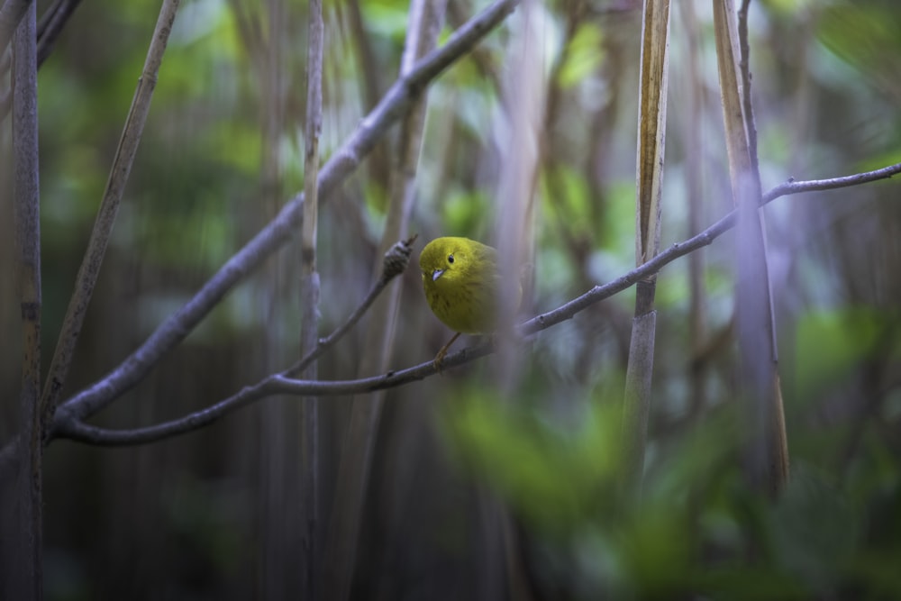 yellow bird on brown tree branch during daytime