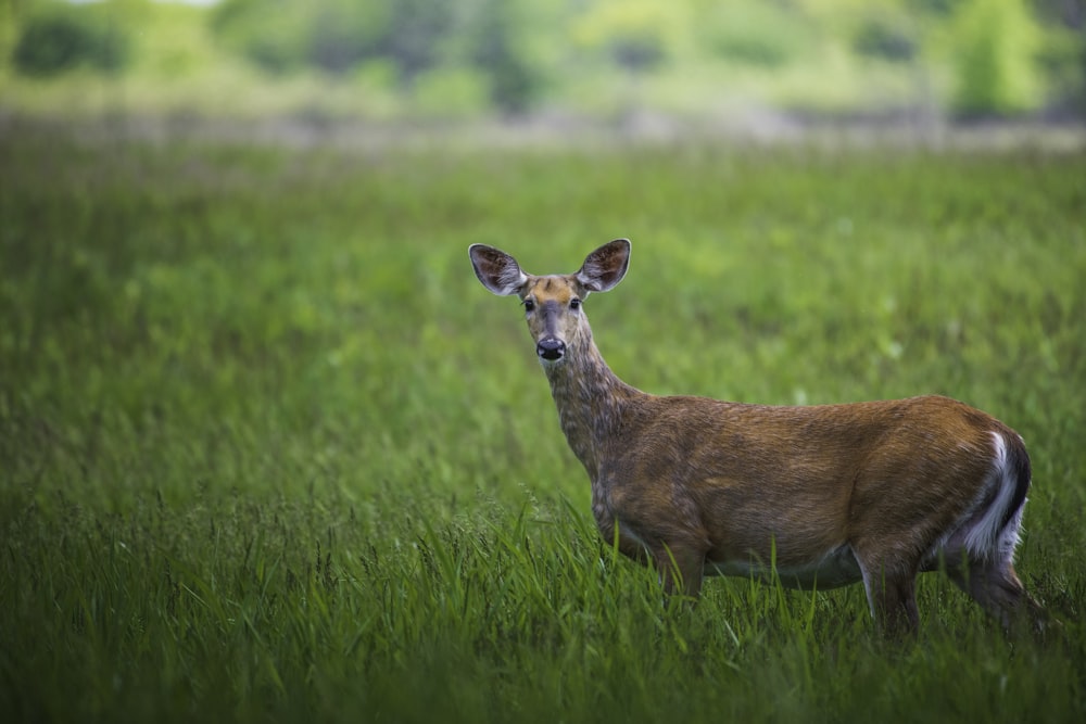 a deer standing in a field of tall grass